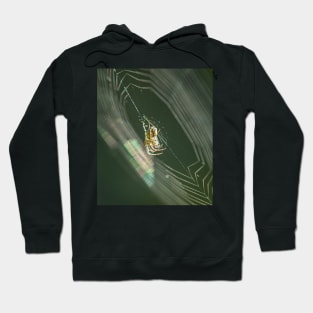 Garden Spider on its Web in the Morning Hoodie